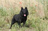 SCHIPPERKE 025